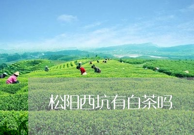 松阳西坑有白茶吗/2023062162835