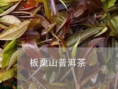 板栗山普洱茶/2023091259361