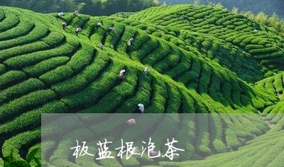 板蓝根泡茶/2023090280470