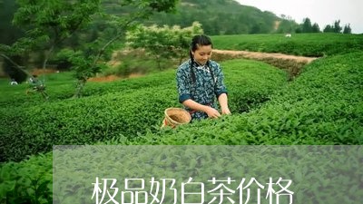 极品奶白茶价格/2023060260615