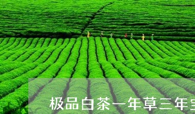 极品白茶一年草三年宝/2023100120502