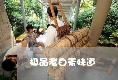 极品老白茶味道/2023060231915