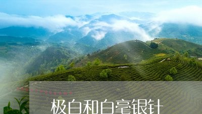 极白和白毫银针/2023060237284