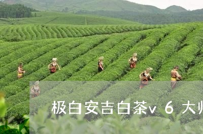 极白安吉白茶v6大师/2023092722818