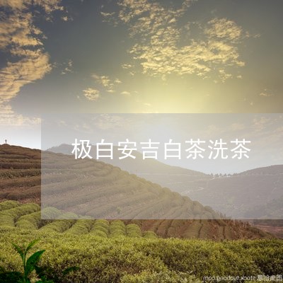 极白安吉白茶洗茶/2023062187505