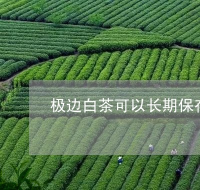 极边白茶可以长期保存/2023100154047