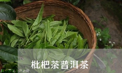 枇杷茶普洱茶/2023042875320