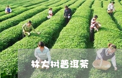 林大树普洱茶/2023121794394