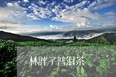 林胖子普洱茶/2023112516258