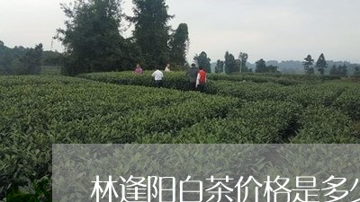 林逢阳白茶价格是多少/2023100183605