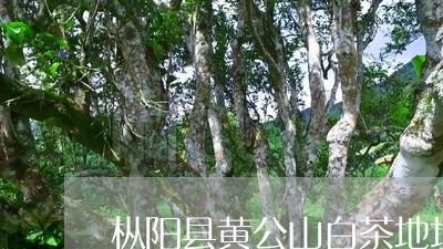 枞阳县黄公山白茶地址/2023100113058