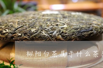 枞阳白茶属于什么茶类/2023100173939