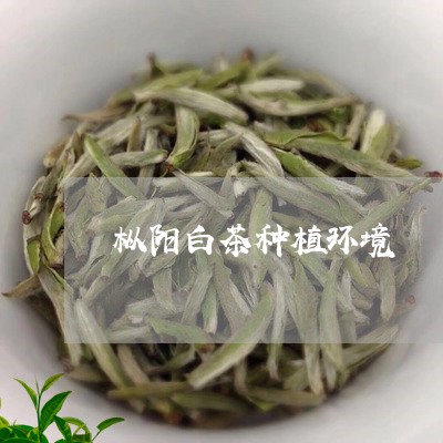 枞阳白茶种植环境/2023062206159