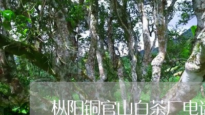 枞阳铜官山白茶厂电话号/2023102608392