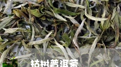 枯树普洱茶/2023090506038