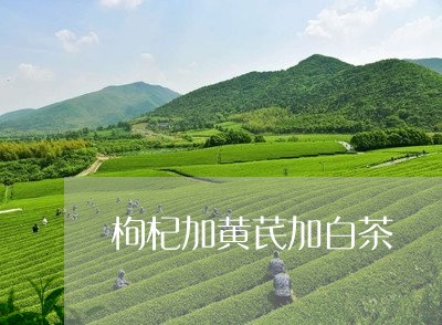 枸杞加黄芪加白茶/2023062174036