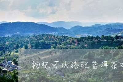 枸杞可以搭配普洱茶吗/2023080225159