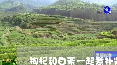 枸杞和白茶一起煮补肾吗/2023102639272