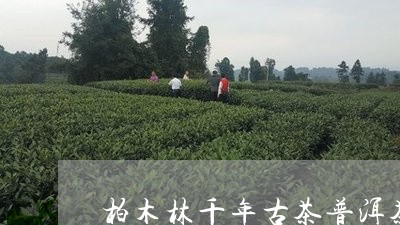 柏木林千年古茶普洱茶/2023062261515