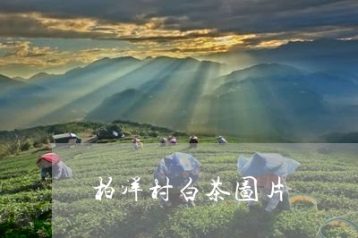 柏洋村白茶图片/2023060215392