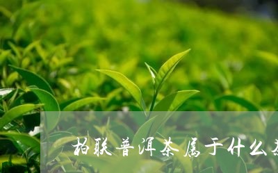 柏联普洱茶属于什么茶/2023080395946