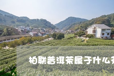 柏联普洱茶属于什么茶/2023100774837