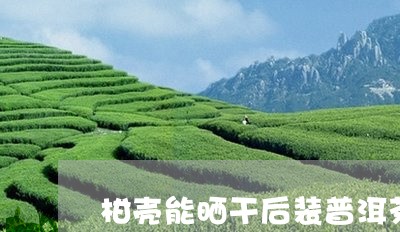 柑壳能晒干后装普洱茶吗/2023110308626