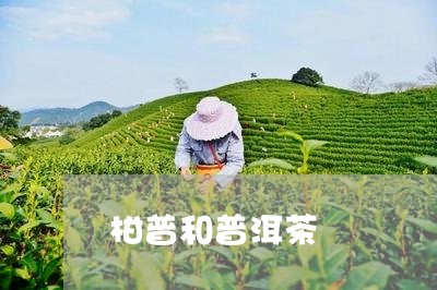 柑普和普洱茶/2023042531901