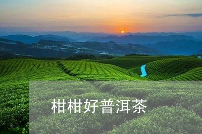 柑柑好普洱茶/2023042918820