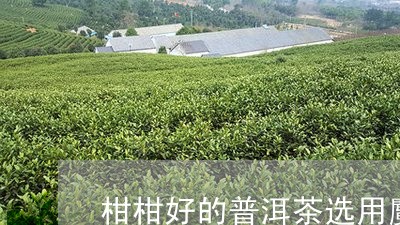 柑柑好的普洱茶选用麑子塔/2023051002706