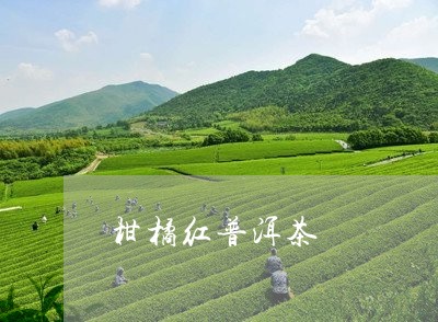 柑橘红普洱茶/2023042774024