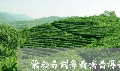 柒彩易武薄荷塘普洱茶/2023072321692