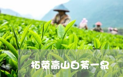 柘荣高山白茶一泉/2023062204926