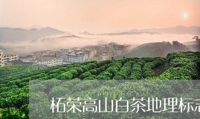 柘荣高山白茶地理标志/2023100281615