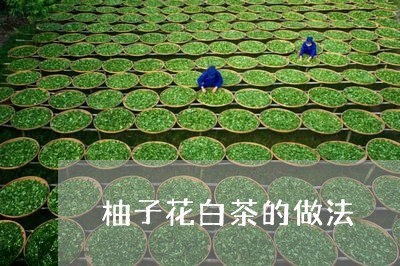 柚子花白茶的做法/2023062295040