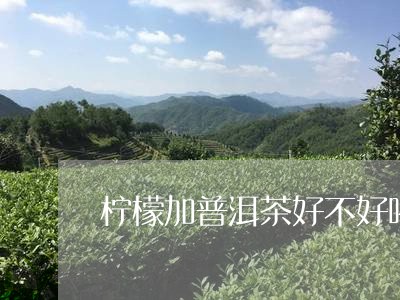 柠檬加普洱茶好不好喝/2023092916593