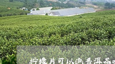 柠檬片可以泡普洱茶吗/2023092801484