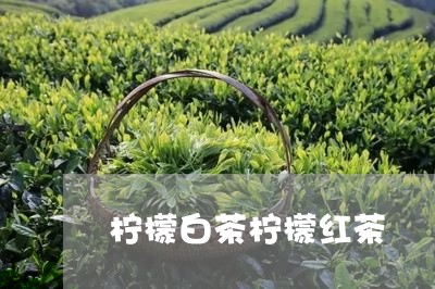 柠檬白茶柠檬红茶/2023062254068