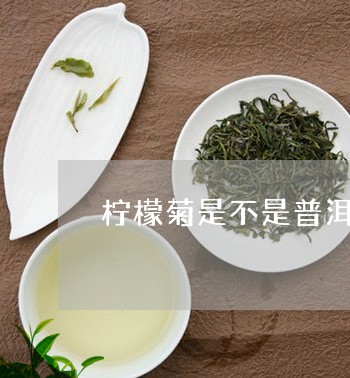 柠檬菊是不是普洱茶/2023120515058