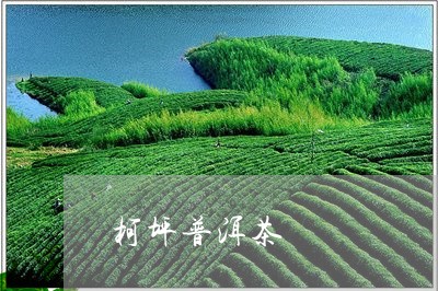 柯坪普洱茶/2023090536838