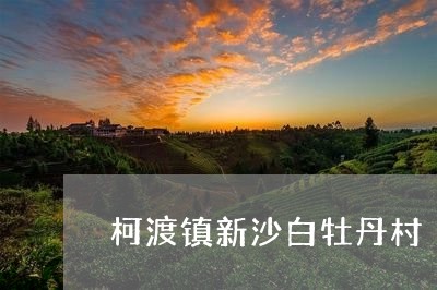 柯渡镇新沙白牡丹村/2023120614269