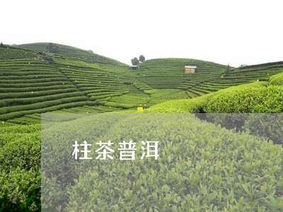 柱茶普洱/2023110860592