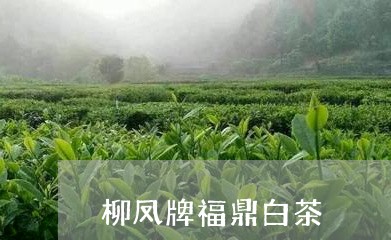 柳凤牌福鼎白茶/2023112582492