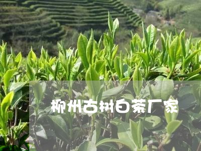 柳州古树白茶厂家/2023062241524