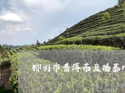 柳州市普洱茶直播基地在哪里/2023052831726