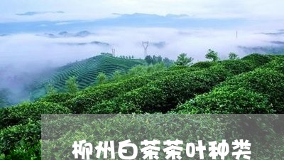 柳州白茶茶叶种类/2023062294037