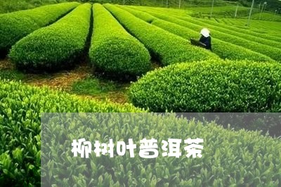 柳树叶普洱茶/2023042668764