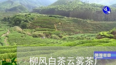 柳风白茶云雾茶厂/2023062218484