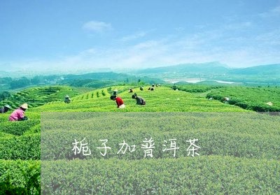 栀子加普洱茶/2023042708812