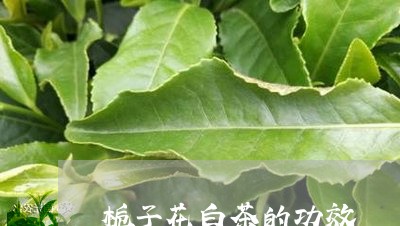 栀子花白茶的功效/2023062273037